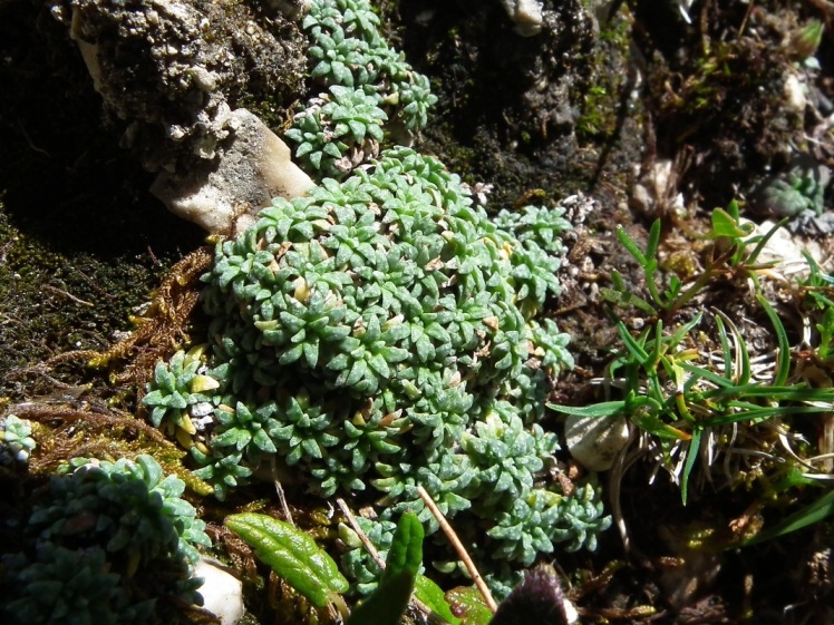 Saxifraga cesia e Saxifraga squarrosa a confronto